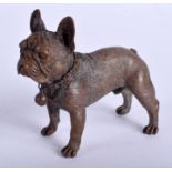 A COLD PAINTED BRONZE BULLDOG. 8 cm x 5 cm.