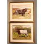 REGINALD EARL (20th Century), Prized Shorthorn Bulls, a pair, watercolour, signed and dated 1948/