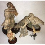 BORDER FINE ARTS figures of owls x 5, largest 23cms tall.