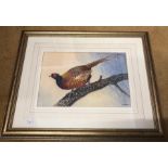 A watercolour of a pheasant by P. Allis, 17.5 x 26.5cms.