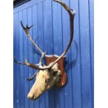 A large stags head on wooden shield.