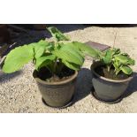 Two large stoneware planters with hostas.