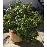 Large terracotta planter with Camellia plant.