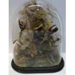 Dome glass cased taxidermy of small wild birds, Yellowhammer, Humming birds and others.
