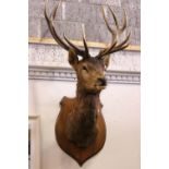 LARGE STAG'S HEAD