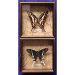 TWO FRAMED BUTTERFLIES, (i) Graphium Clymenus, China, 3" x 3" approx butterfly 5.5" x 5.5" approx