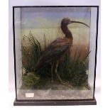 AN EARLY 20TH CENTURY CASED TAXIDERMY SPECIMEN OF A BIRD, a 'Glossy Ibis', includes taxidermist