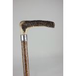 A Victorian silver collared horn handled cane walking stick, Birmingham 1898, containing a horse