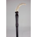 A boar's tusk and cocobolo walking stick, 90cm