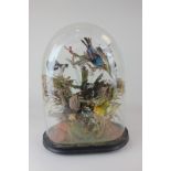 A taxidermy diorama of six birds under glass dome, 38cm high