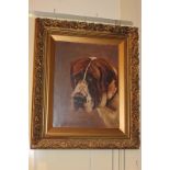 19th/20th century school, portrait of a St Bernard dog, oil on canvas, unsigned, 44.5cm by 34.5cm