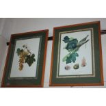 Two botanical colour prints of grapes and figs, reproductions of 19th century illustrations, with
