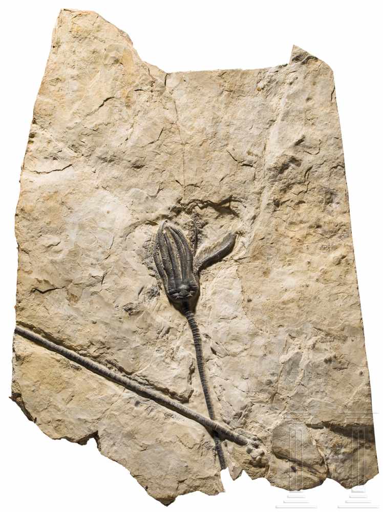 Fossilisierte Seelilie, ca. 80 Millionen Jahre altVersteinerung einer Seelilie (Crinoidea) aus der