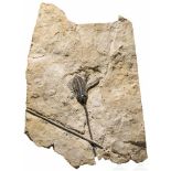 Fossilisierte Seelilie, ca. 80 Millionen Jahre altVersteinerung einer Seelilie (Crinoidea) aus der