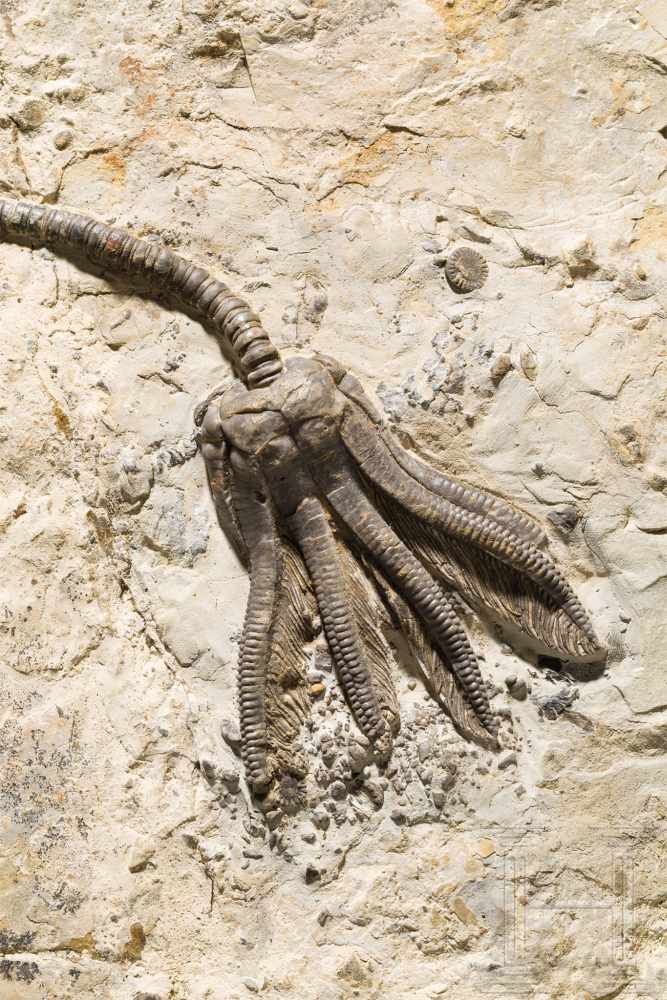 Fossilisierte Seelilie, ca. 80 Millionen Jahre altVersteinerung einer Seelilie (Crinoidea) aus der - Image 2 of 4