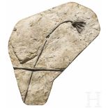 Fossilisierte Seelilie, ca. 80 Millionen Jahre altVersteinerung einer Seelilie (Crinoidea) aus der