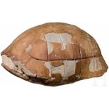 Großer, fossiler SchildkrötenpanzerKompletter, versteinerter Schildkrötenpanzer, dessen Inneres