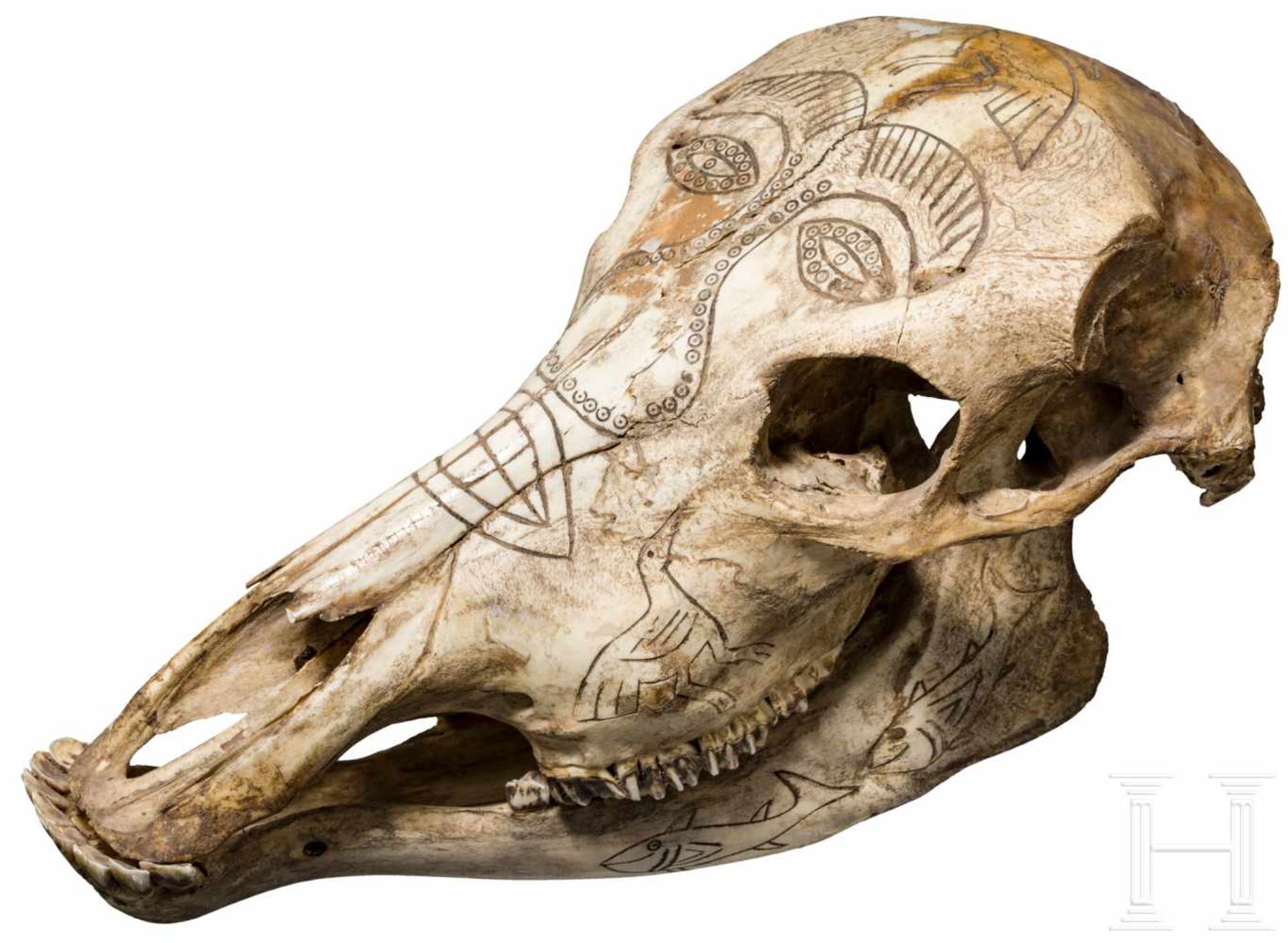 Gravierter Rinderschädel, TimorPatinierter Schädel mit graviertem Dekor aus Fisch- und Vogelfiguren, - Bild 2 aus 2