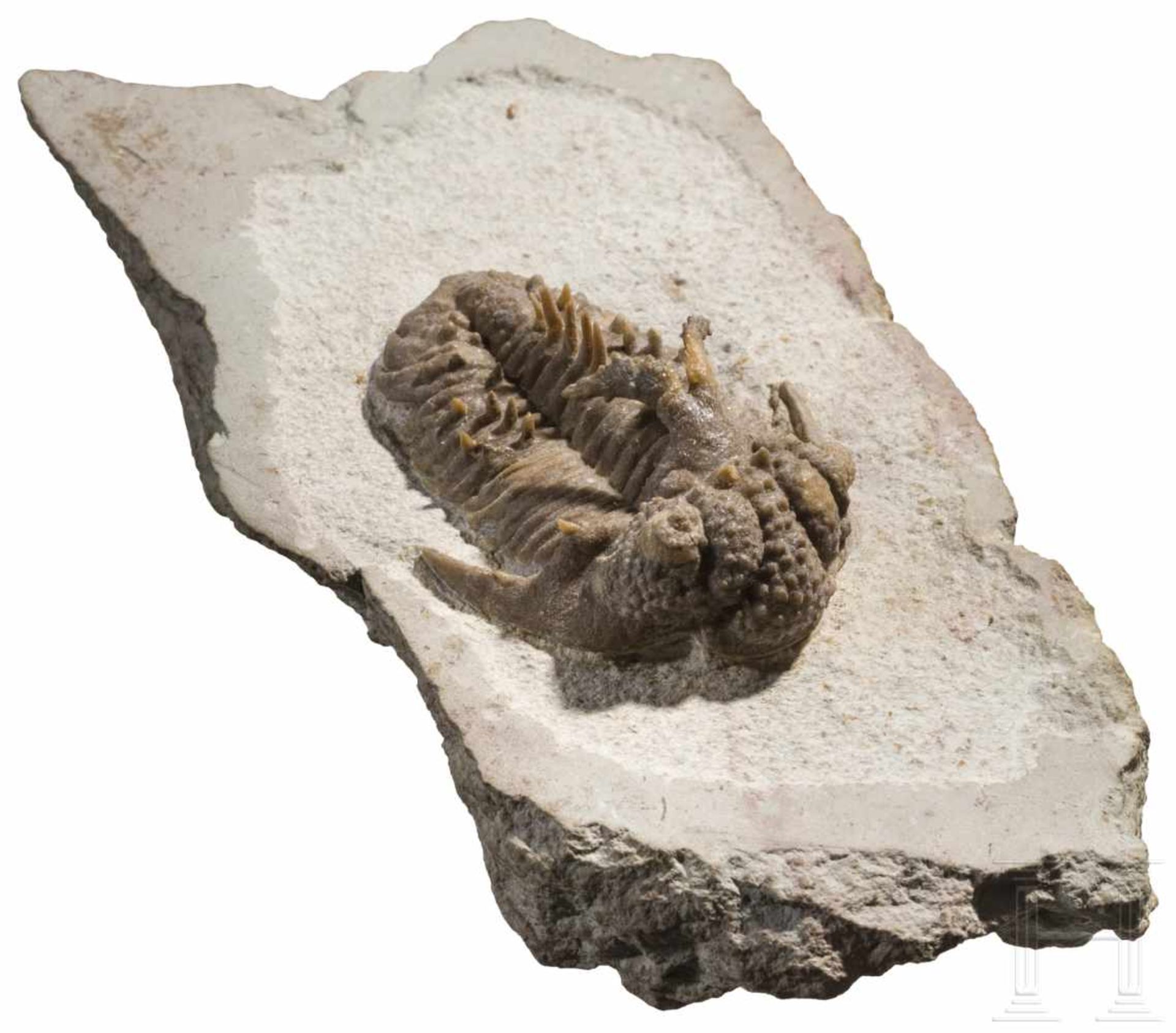 Versteinerter TrilobitSchön herausgearbeiteter Trilobit mit einer Länge von 55 mm. Struktur und - Bild 3 aus 4