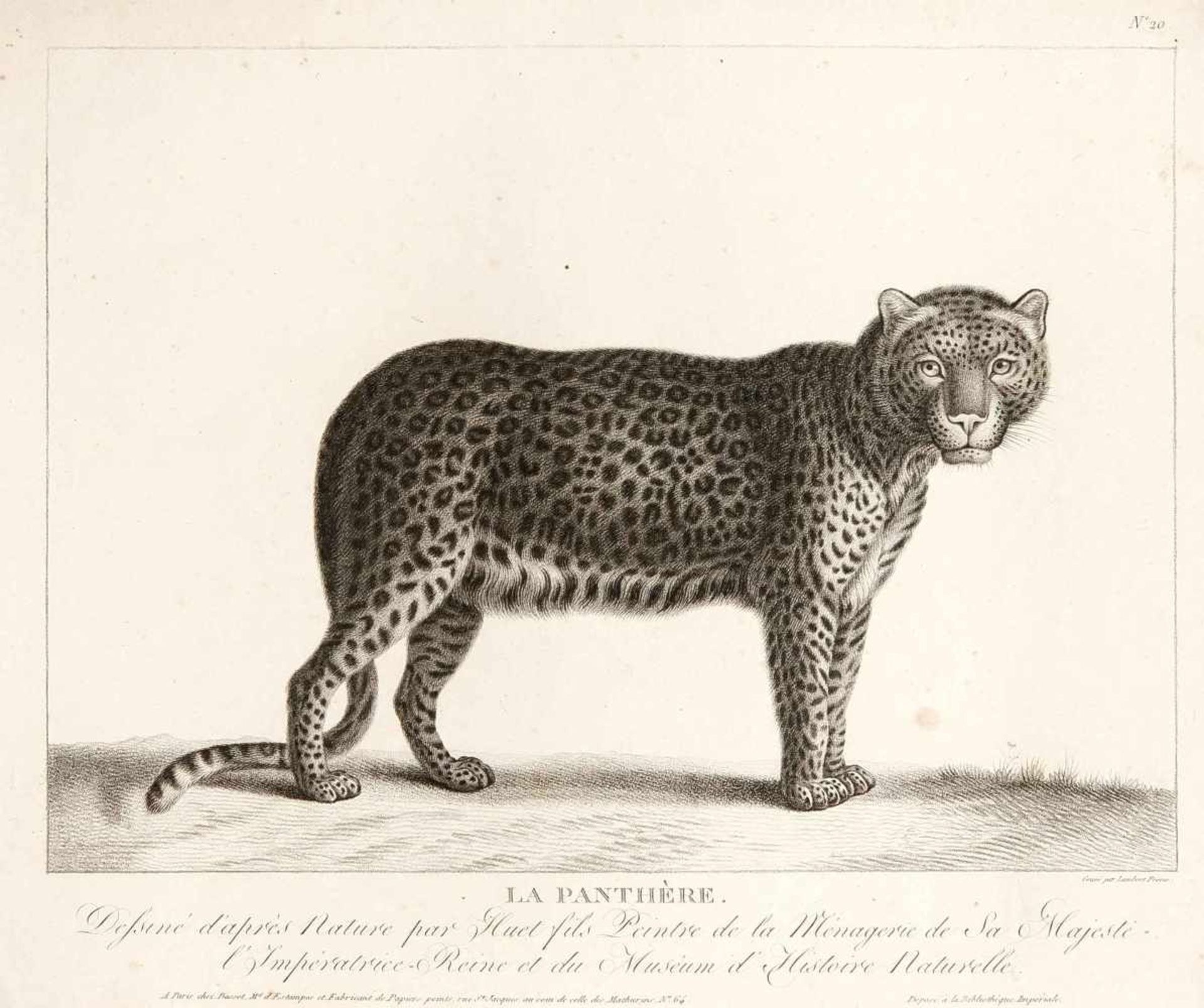 Konvolut von 14 Tierdarstellungen, Lambert bei Basset in Paris um 1800, Crayonmanier aufBütten, - Bild 6 aus 6