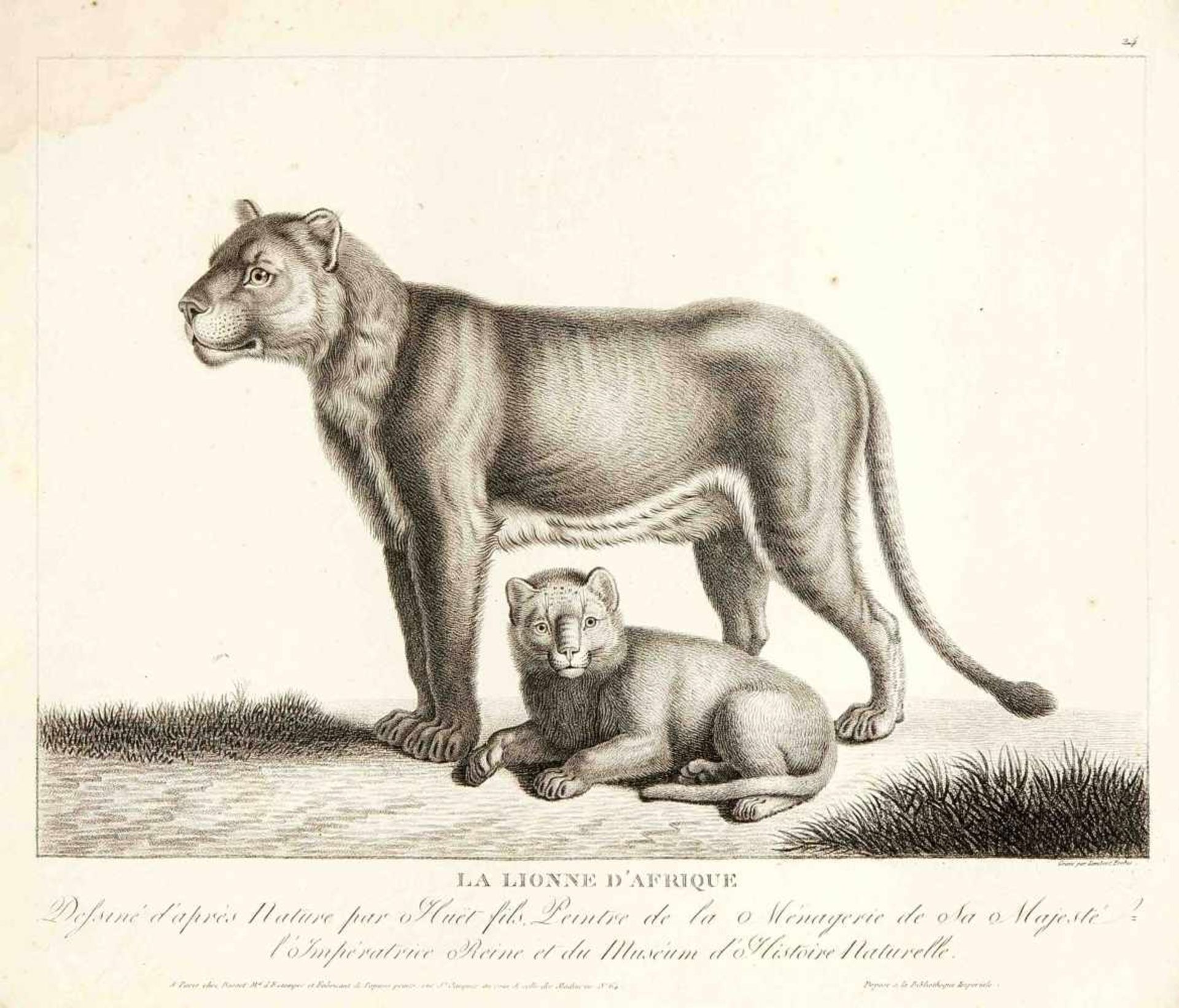Konvolut von 14 Tierdarstellungen, Lambert bei Basset in Paris um 1800, Crayonmanier aufBütten, - Bild 3 aus 6