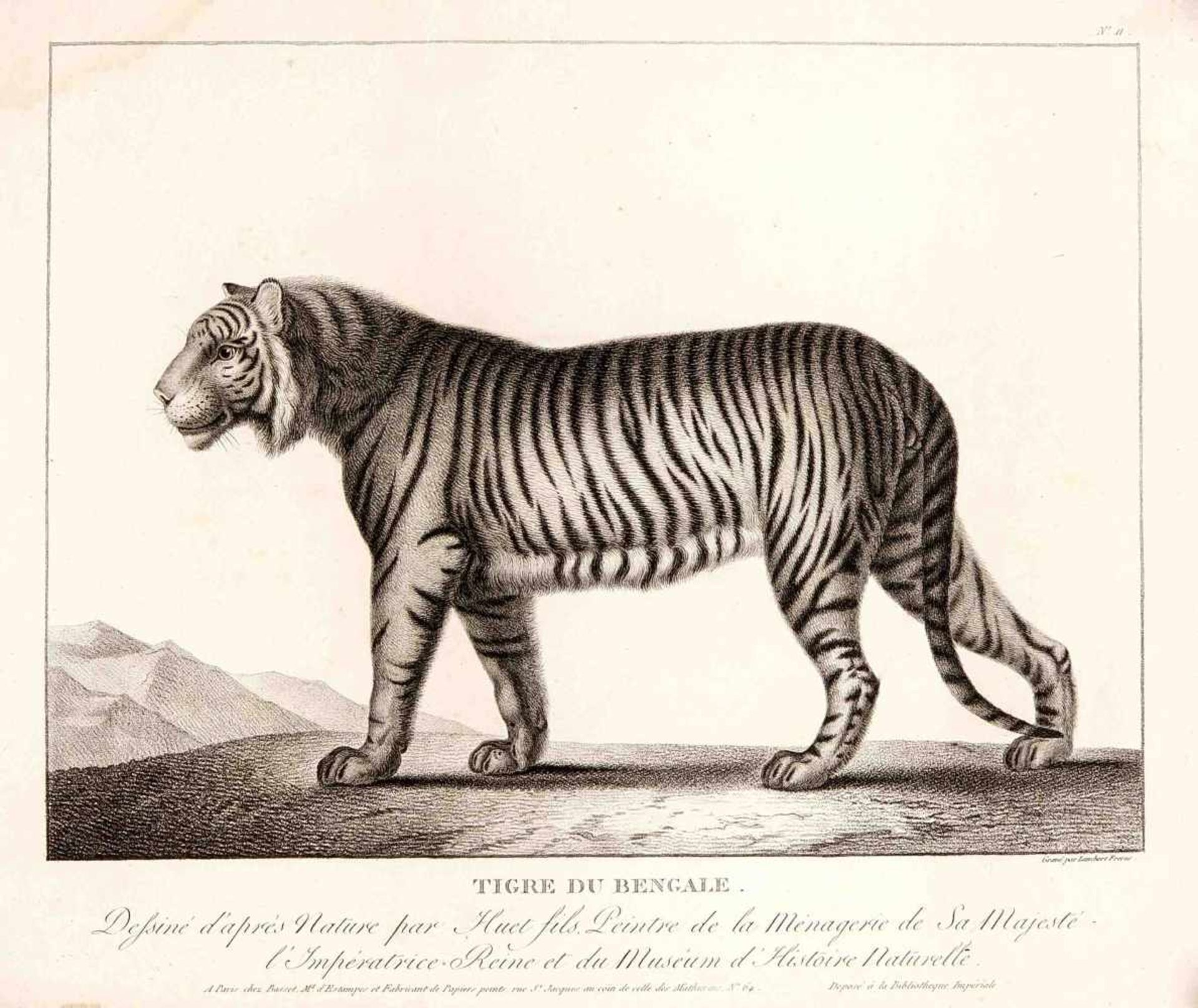 Konvolut von 14 Tierdarstellungen, Lambert bei Basset in Paris um 1800, Crayonmanier aufBütten, - Bild 2 aus 6