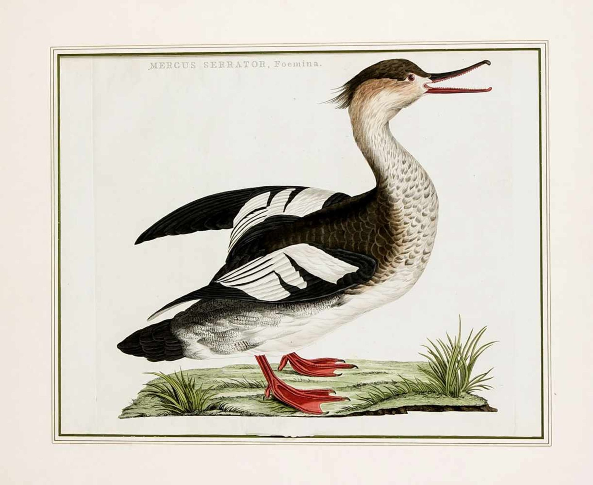 Ornithologie, große Darstellung eines Mittelsägers "Mergus Serrator", altkolorierterKupferstich