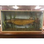 A TAXIDERMY STUDY OF A PIKE, WEIGHT WHEN