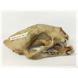 ICE AGE LEOPARDS SKULL