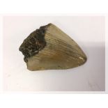 FOSSIL - MEGLODON SHARKS TOOTH