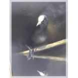 OIL ON CANVAS STUDY OF "COOTE" BEARING S