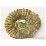 LIMESTONE AMMONITE FOSSIL