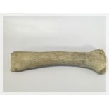 ICE-AGE BISON LEG BONE