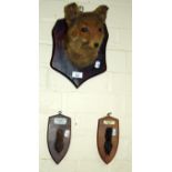 A preserved fox mask, mounted on an oak shield and two mounted paws, Bicester Hounds, Cotmore and
