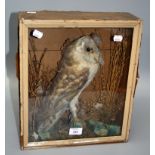 A preserved and well modelled barn owl, with naturalistic setting, in glazed display case, 39 x 34 x