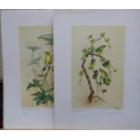 A series of nine limited edition signed Artist proofs by E Townsend of Royal Worcester