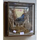 A well mounted taxidermist arrangement, of a kingfisher with a glazed case