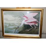 After J J Audubon Roseate Spoonbill drawn from nature coloured print 62 x 93cm