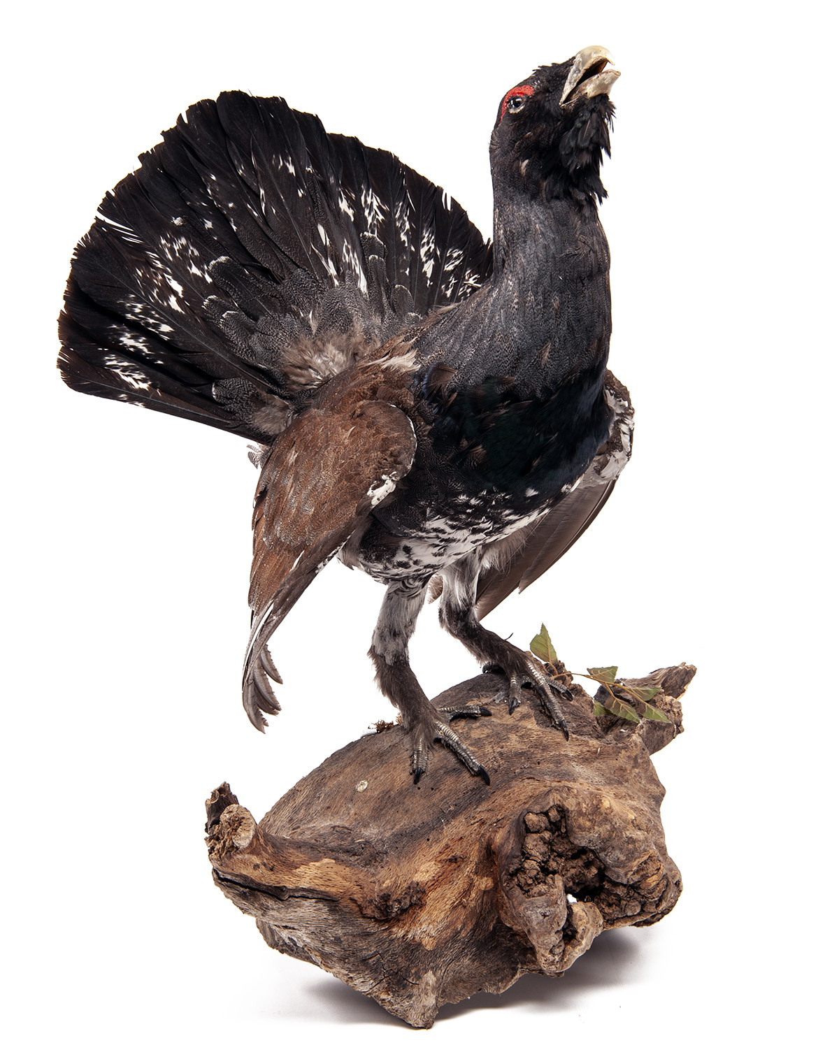 A FULL-MOUNT OF A CAPERCAILLIE, mounted of a wooden log, measuring approx. 33in. x 27in. x 20in.