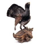A FULL-MOUNT OF A CAPERCAILLIE, mounted of a wooden log, measuring approx. 33in. x 27in. x 20in.
