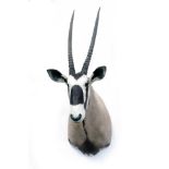 A CAPE AND HEAD MOUNT OF A GEMSBOK (oryx gazelle), with horns measuring approx. 34in.
