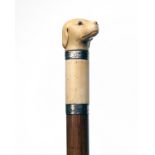 A FINE IVORY AND SILVER MOUNTED WALKING CANE WITH DOG'S HEAD POMMEL, Birmingham hallmarks (rubbed,