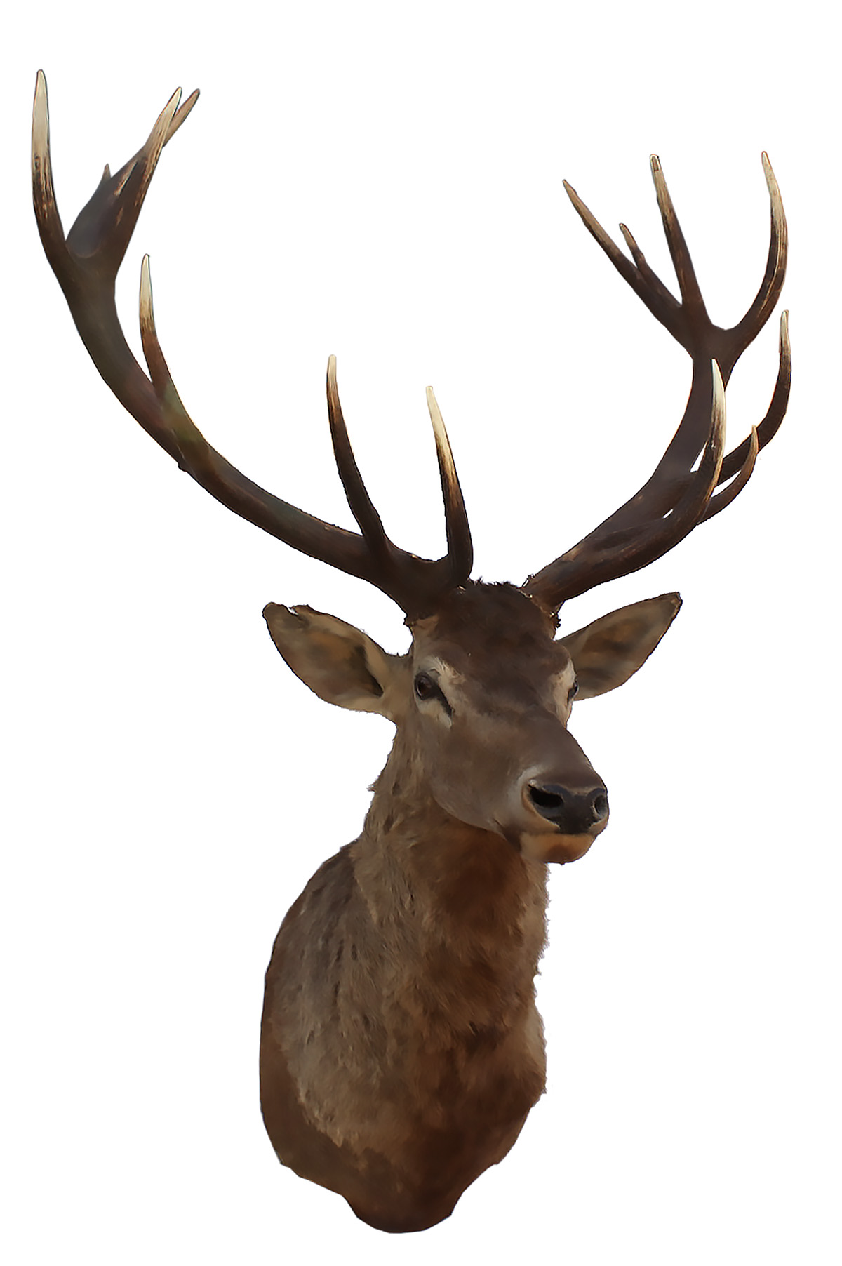 A CAPE AND HEAD MOUNT OF A FOURTEEN-POINT RED STAG