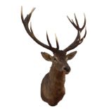 A CAPE AND HEAD MOUNT OF A FOURTEEN-POINT RED STAG