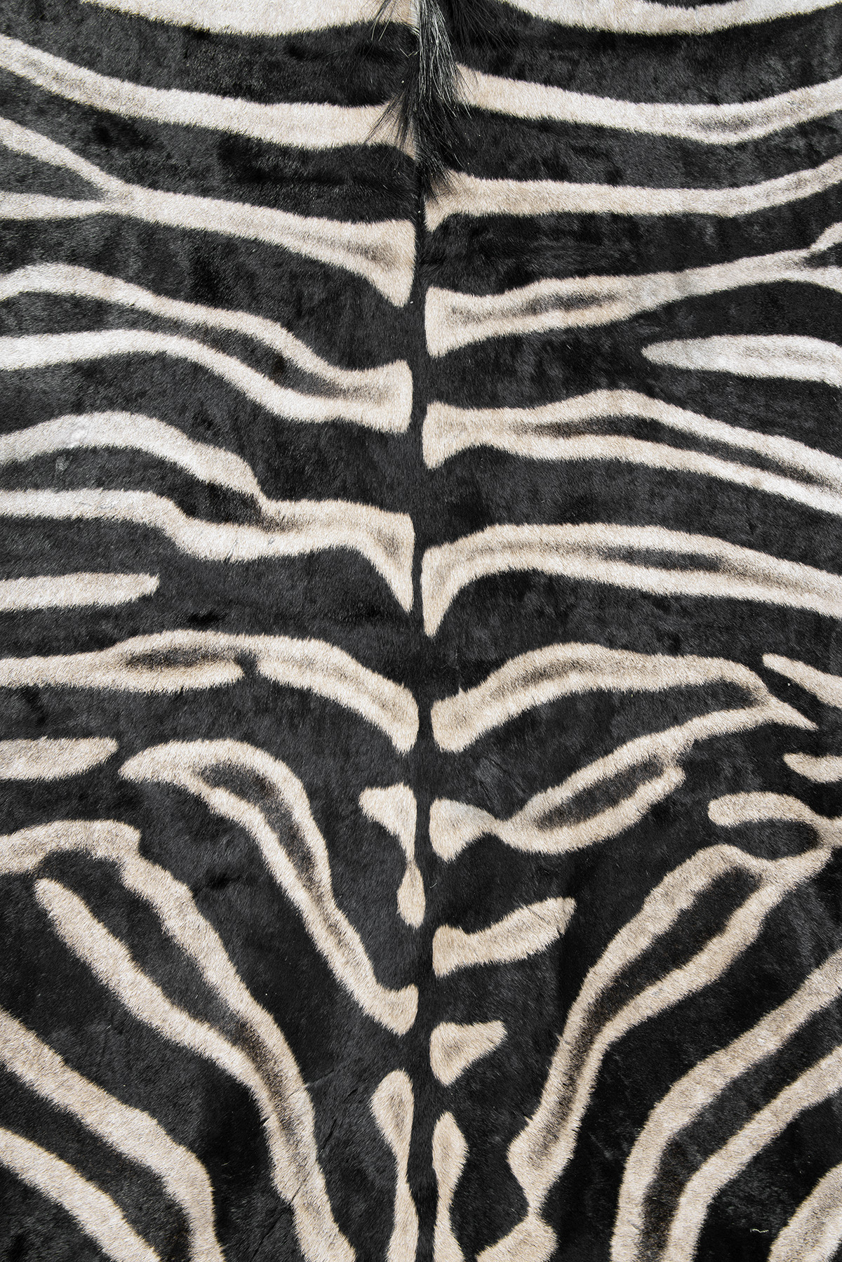 A FULL RUG-MOUNT OF A ZEBRA (Equus quagga), lined with black baize, measuring approx. 125in. nose to - Image 2 of 2