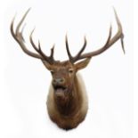 A LARGE CAPE AND HEAD MOUNT OF A THIRTEEN-POINT STAG
