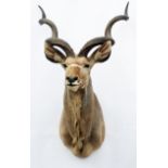 A CAPE AND HEAD MOUNT OF A GREATER KUDU