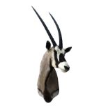 A CAPE AND HEAD MOUNT OF A GEMSBOK (oryx gazella), with approx. 33in. horns