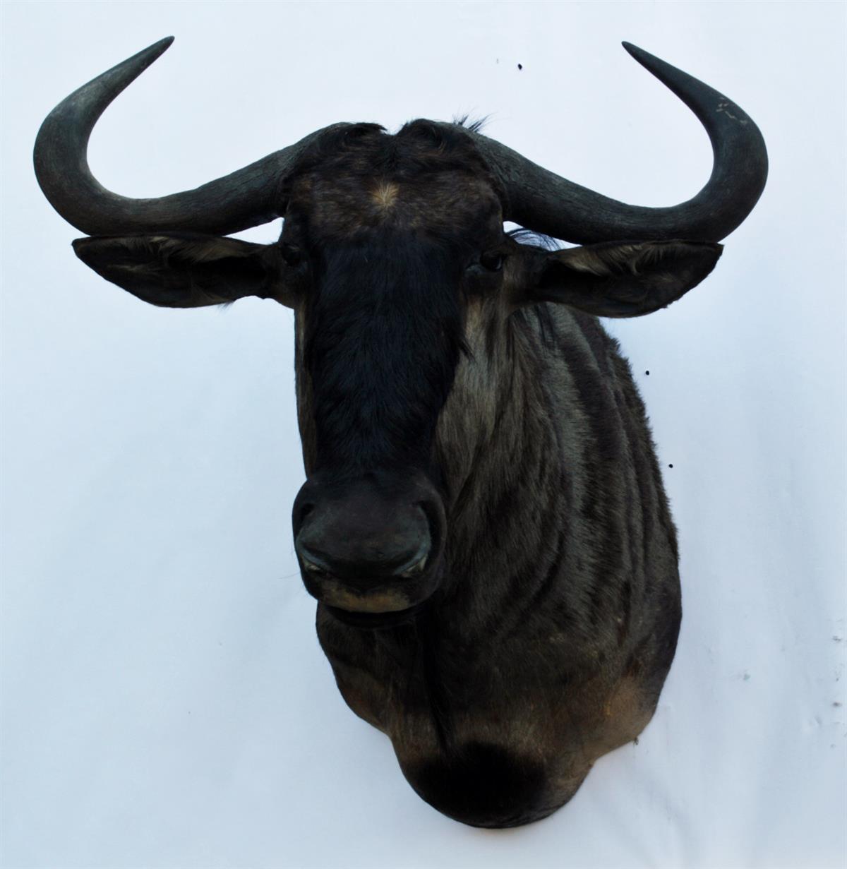 A CAPE AND HEAD MOUNT OF A BLUE WILDEBEEST (connochaetes taurinus), with approx. 19in. horns,