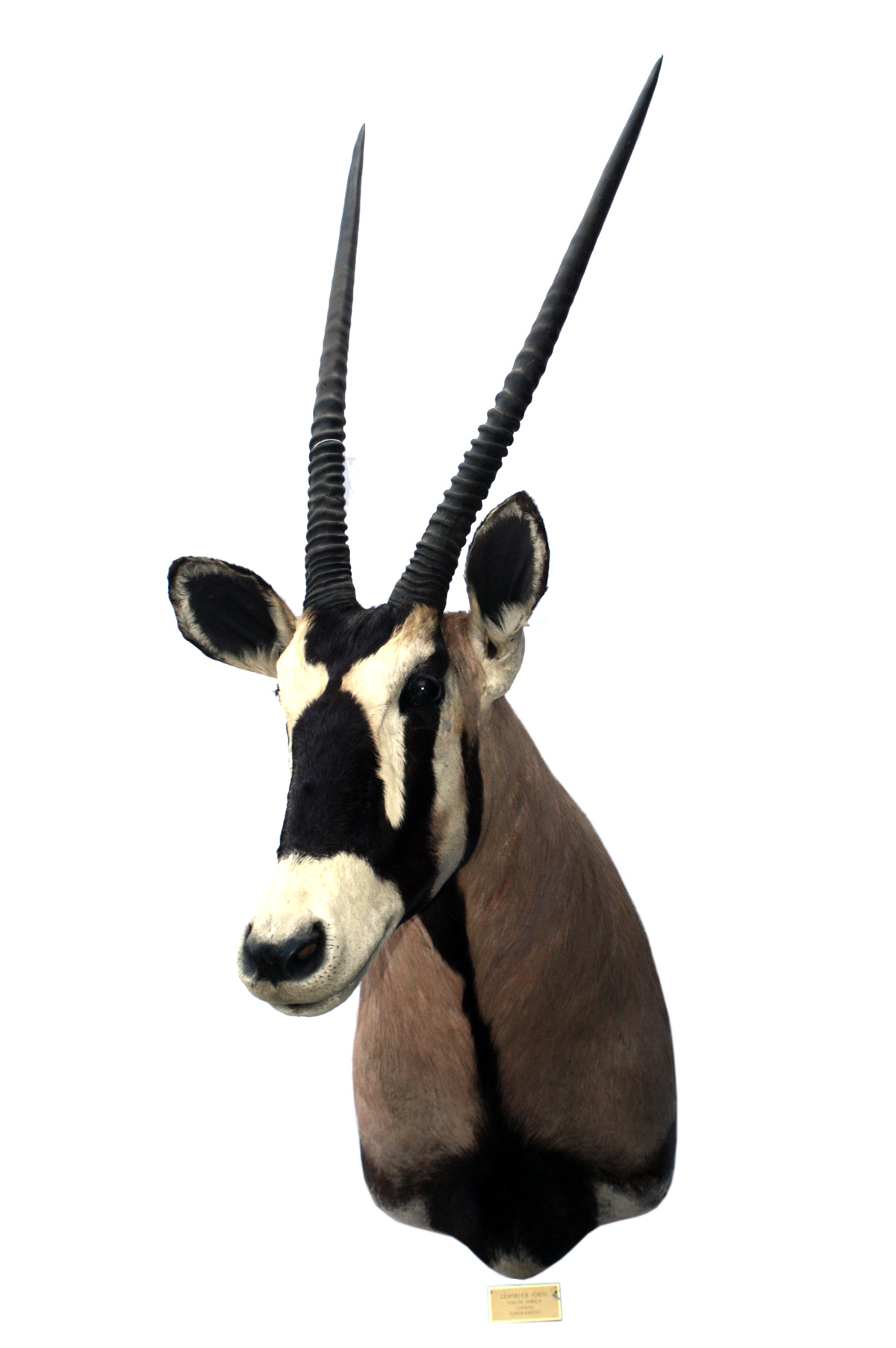 A CAPE AND HEAD MOUNT OF A GEMSBOK (oryx gazella), with approx. 32in. hornsPre-1939